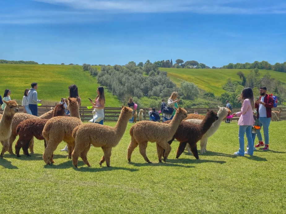 VISITA GUIDATA AI PIANI DEGLI ALPACA, TARQUINIA 03/10/2026 (PRANZO FACOLTATIVO)
